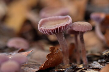 Mushroom