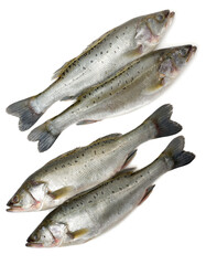 Canada Striped bass whole fresh fish, also called Atlantic striped bass, striper, linesider, rock or rockfish, product of Canada, isolated on white background.