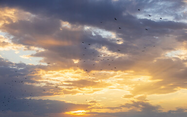 A flock of kites circles in the sky at sunset