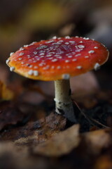 Mushroom