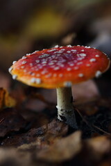 Mushroom