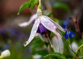 photo with colorful, beautiful seasonal flowers, gardener's concept