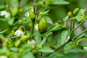 Chili bush with green fruits and white blossom in early grow phase before harvesting