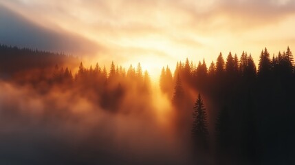 Obraz premium Serene Sunrise Over Foggy Pine Forest Creating a Tranquil and Mystical Landscap
