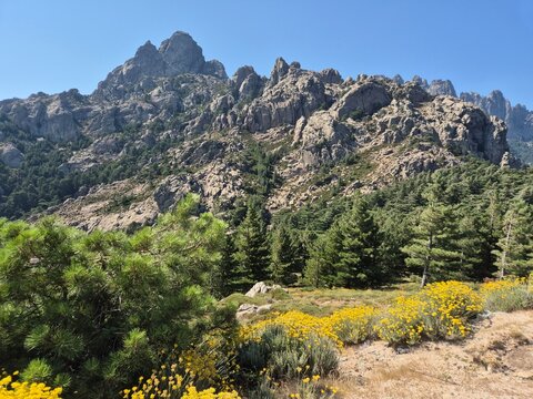hiking trails in the beautiful mountain massif Col de Bavella with pine trees at Bocca di Bavedda, corsica, france
