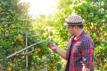 The male orange gardeners are harvesting the crops on the farm to send the orange for sale with a smile. Agricultural concept