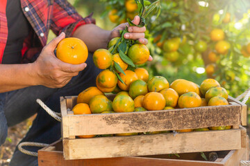 The male orange gardeners are harvesting the crops on the farm to send the orange for sale with a smile. Agricultural concept