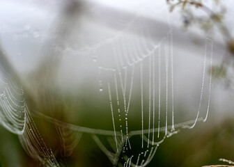 dew drops on spider webs, foggy landscape, early summer morning, morning dew