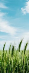 Obraz premium A serene view of a wheat field under a clear blue sky, capturing the essence of nature and tranquility in a vertical composition.