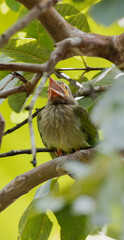 bird on a branch, Asian birds, Brown-headed barbet