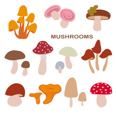 A colorful collection of various mushrooms in differing shapes and sizes displayed against a white background for educational purposes