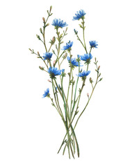 Obraz premium Wildflower bouquet with Field plant, blue chicory flowers and buds, meadow blade of grass, green creeper summer composition. Watercolor hand drawn illustration. Floral clipart Isolated from background