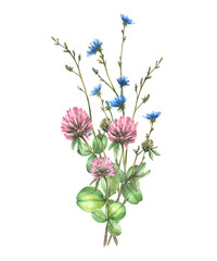 Obraz premium Wild flower bouquet with Field pink clover, blue chicory flowers and buds, meadow blade of grass. Bunch of summer greenery. Watercolor hand drawn illustration. Floral clipart Isolated from background