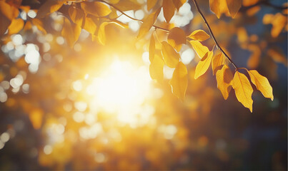 Autumn leaves with sun rising from the shadow