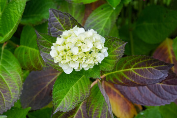 Bl&uuml;hende Hortensien auf den Azoren im Sommer