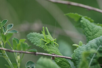 close up of a plant