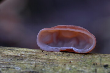 Mushroom