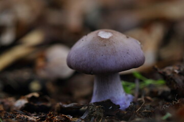 Mushroom