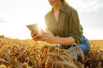 A farmer woman  inspects wheat grains with one hand while holding a tablet in the other, set...
