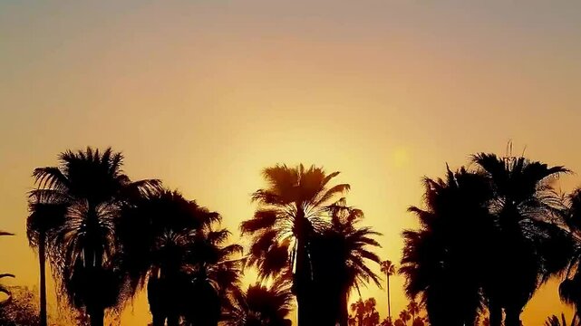 palm trees  and  the sun