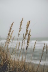 a photo of tall grass in front, the beach is visible on background, pastel colors, muted tones, minimalistic 