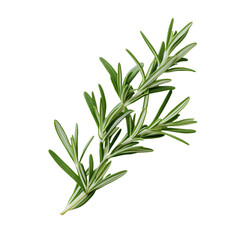 Fototapeta premium Fresh rosemary sprig isolated background, perfect for culinary and herbal designs.