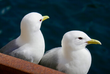 Close-up of two seagulls perched near the water in Nusfjord, Norway