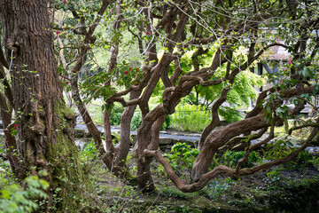 close-up of aged beautiful gnarled branches of a large Rhodendron 