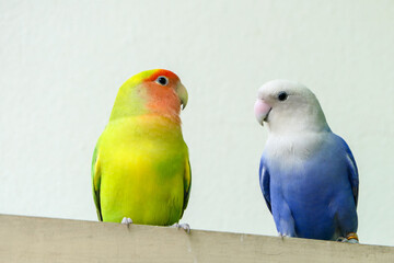 Lovebird on isolated white background, animal closeup.