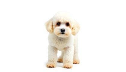 Fototapeta premium A white poodle dog isolated on a white background