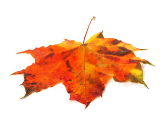 Multicolor autumn maple-leaf