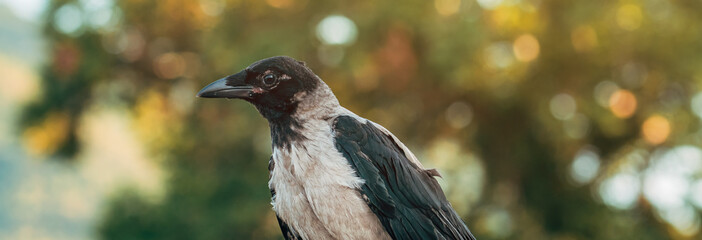 Hooded crow bird in park