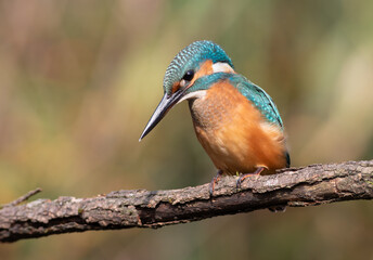 Common kingfisher, Alcedo atthis. A young bird sits on a branch above the river, waiting for prey