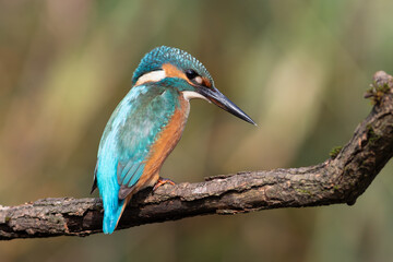 Common kingfisher, Alcedo atthis. A young bird sits on a branch above the river, waiting for prey