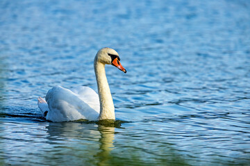 A mute swan on the water
