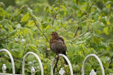 a young blackbird (Turdus merula) perched on a white hooped railing