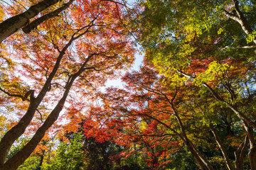 日本の風景・秋　東京都　紅葉の多摩湖・狭山公園
