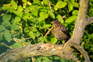 A Blackbird in the wild