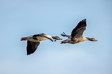 Wild Goose in the air