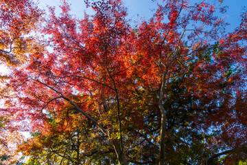 日本の風景・秋　東京都　紅葉の多摩湖・狭山公園