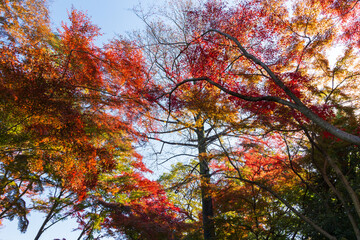 日本の風景・秋　東京都　紅葉の多摩湖・狭山公園
