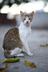 A cute stray cat in Cha Kwo Ling, Hong Kong 