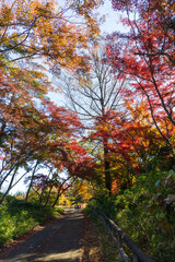 Naklejka premium 日本の風景・秋 東京都 紅葉の多摩湖・狭山公園