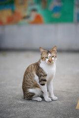 A cute stray cat in Cha Kwo Ling, Hong Kong 