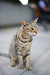 A cute stray cat in Cha Kwo Ling, Hong Kong 