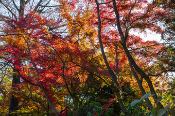 日本の風景・秋　東京都　紅葉の多摩湖・狭山公園