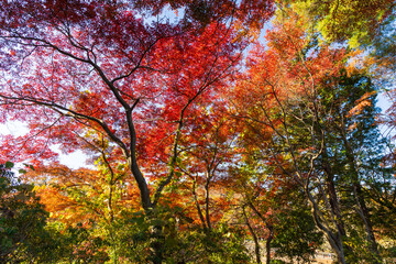日本の風景・秋　東京都　紅葉の多摩湖・狭山公園