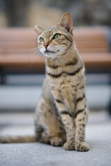 A cute stray cat in Cha Kwo Ling, Hong Kong 
