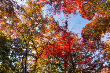 日本の風景・秋　東京都　紅葉の多摩湖・狭山公園