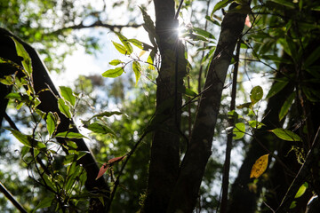 nature in forest